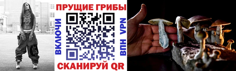 цены   kraken зеркало  Галлюциногенные грибы Cubensis  Купино 